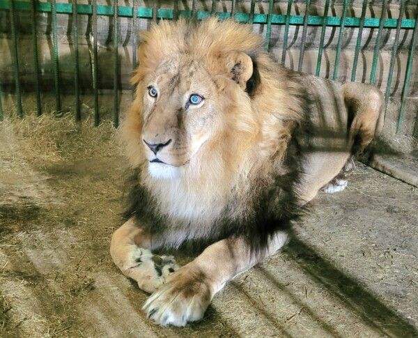 Зубами не стучит: лев в зоопарке Костромы похвастался отоплением