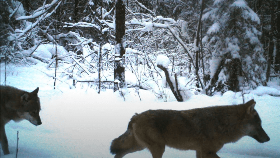 Крупную стаю волков сняли в Костромской области впервые за 7 лет: видео