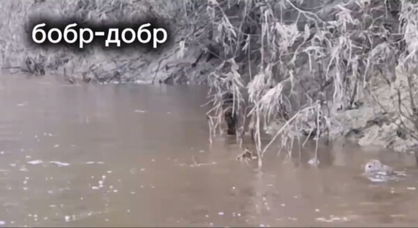 Костромская бобриха выгнала упитанного сына искать другой дом и жену