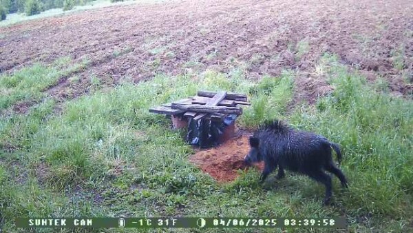 Костромские кабанчики похудели, чтобы их не трогали