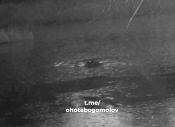 Влюбленная парочка костромских бобров страстно поцеловалась на камеру: видео