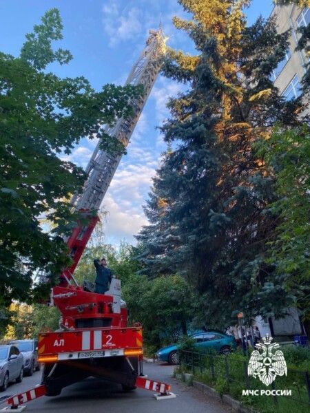 Умирающего на дереве малыша спасли в Костроме