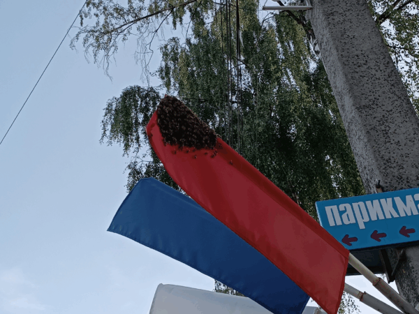 Костромские чиновники заставили патриотичную живность в поселке не жужжать