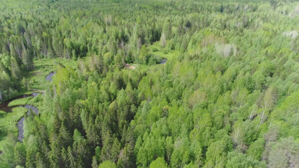 Лесной пожар в Костромской области тушили почти сутки