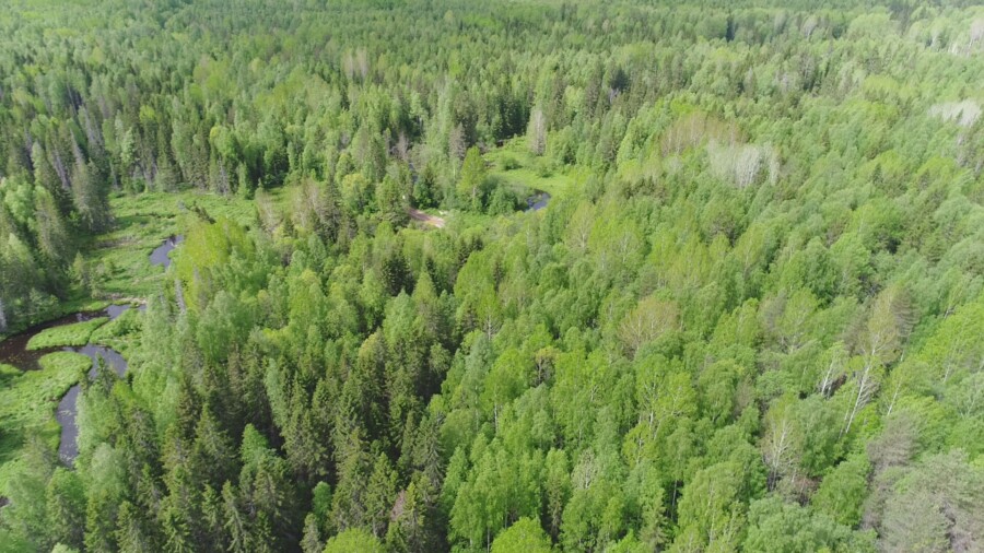 Лесной пожар в Костромской области тушили почти сутки