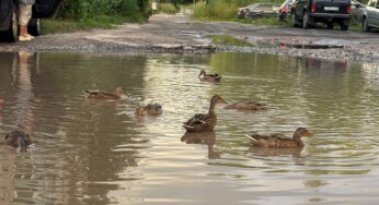 Пернатые рады, водители — нет: огромная яма на костромской дороге превратилась в пруд для уточек