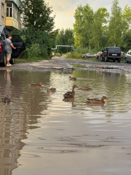 Пернатые рады, водители — нет: огромная яма на костромской дороге превратилась в пруд для уточек