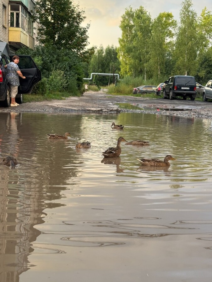 Пернатые рады, водители — нет: огромная яма на костромской дороге превратилась в пруд для уточек