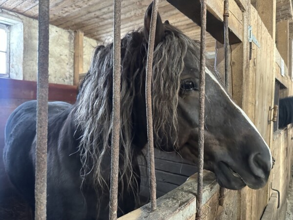 Костромичей приглашают к лошадям в санаторий