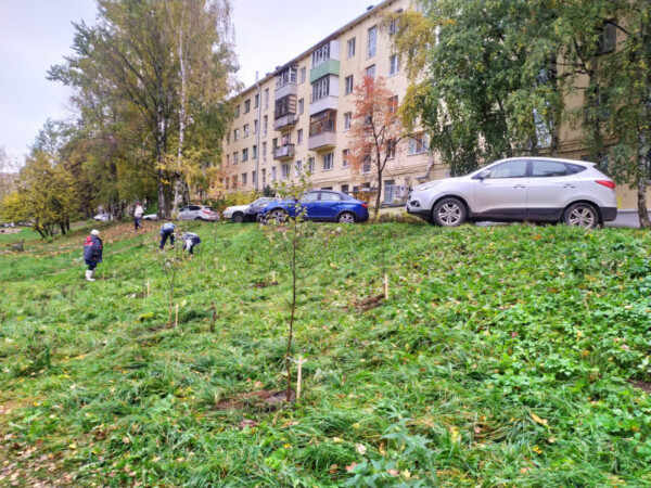 Кострому планируют еще больше озеленить этой осенью
