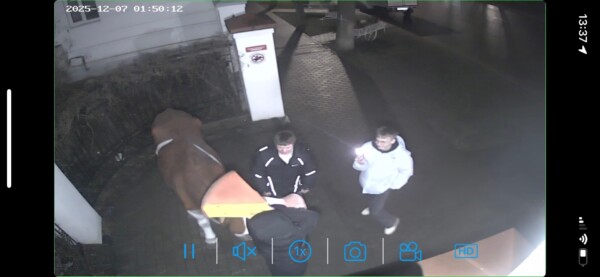 Хулиганы отобрали у знаменитой костромской коровы сыр