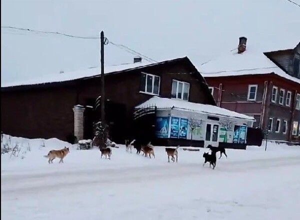 Стая свирепых собак атакует детей в Костромской области