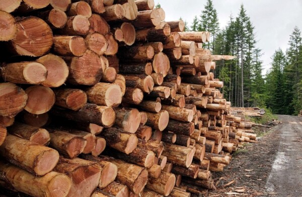 Костромские чиновники очень заинтересовались бесплатными дровами