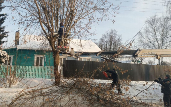 Больше 200 деревьев срубят в Костроме