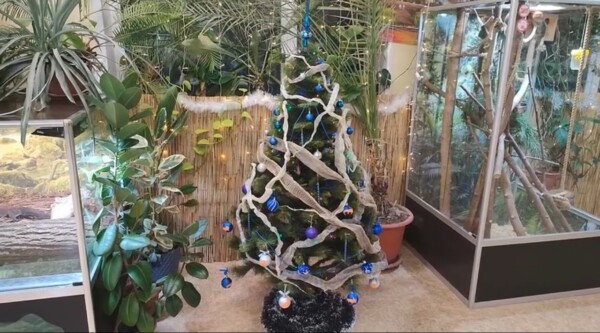 Удав в Костроме разделся ради гирлянды для новогодней ёлки