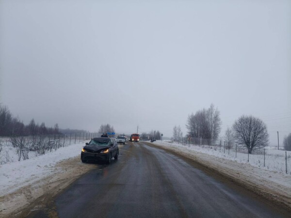 Лось в Костромской области попробовал на прочность противолосиный забор и погиб
