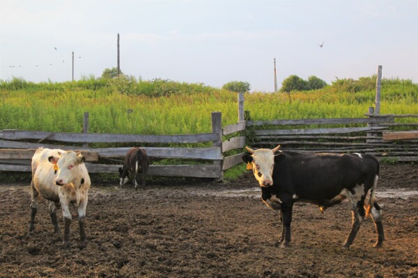 Костромских телочек поставят на учет