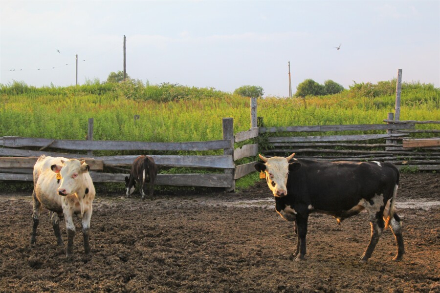 Костромских телочек поставят на учет