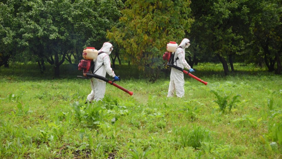 Костромской губернатор запретил зонтики на полях