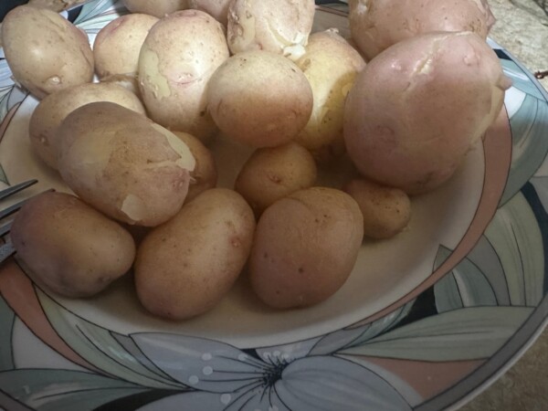 Костромичам раскрыли секрет дешёвой картошки