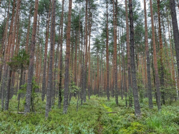 В костромском лесу официально разрешили строить многоэтажки