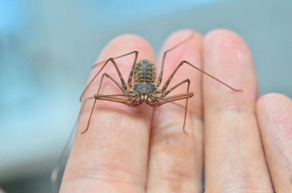 Тупозадое и жгутоногое страшилище из «Гарри Поттера» поселилось в Костроме