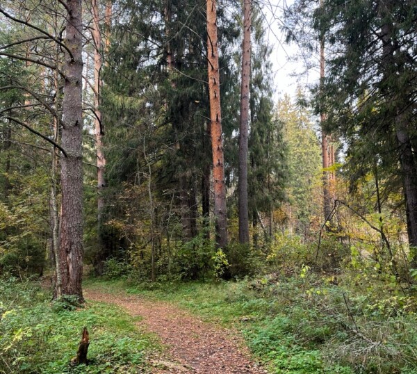 Костромич схлопотал проблемы из-за восьми деревьев