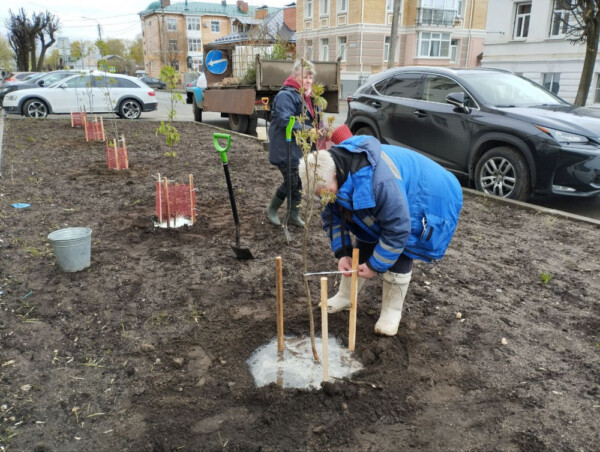 Стало известно, где в Костроме этой весной появятся новые деревья