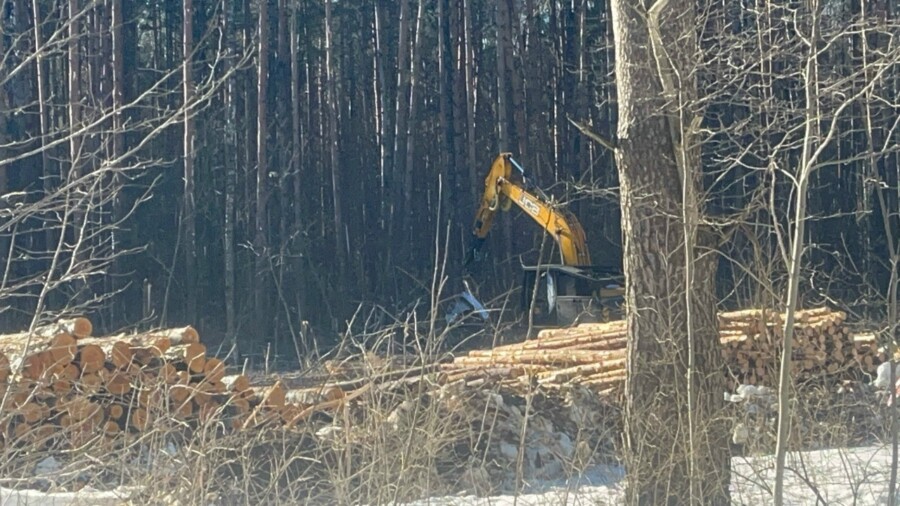 В Костроме началась вырубка леса под жилую застройку