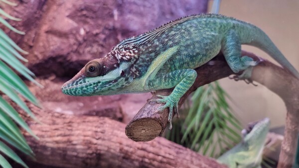 Костромской социофоб позеленел из-за редкого секса