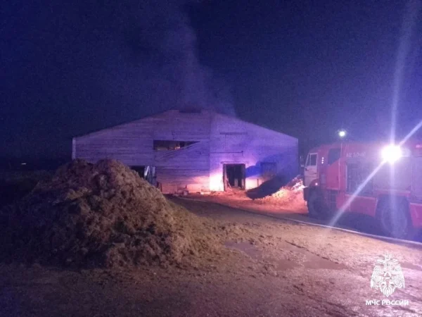 160 телят вывели из горящей фермы под Костромой