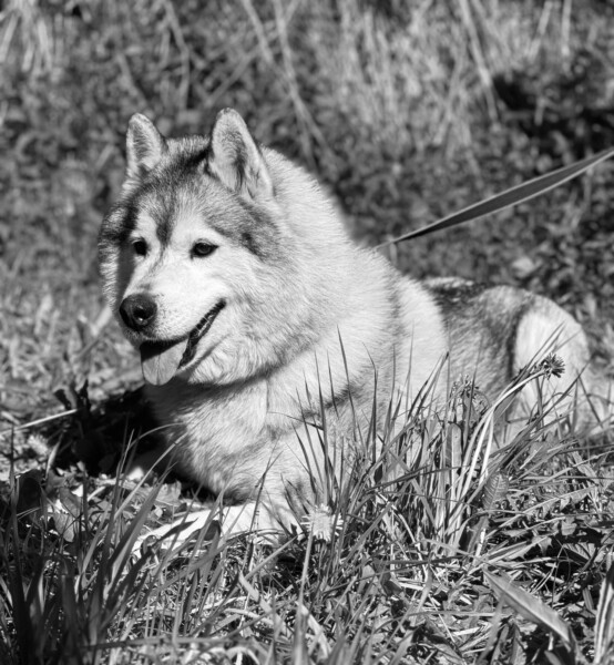 Пожар в костромском приюте унес жизнь тяжелобольного Самурая
