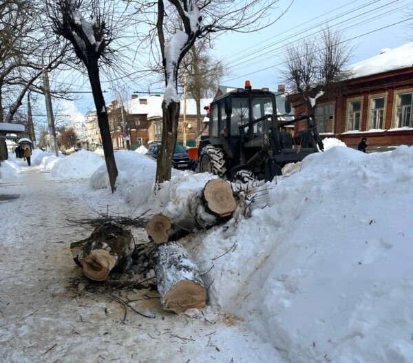 Костромским деревьям делают омолаживающие стрижки к весне