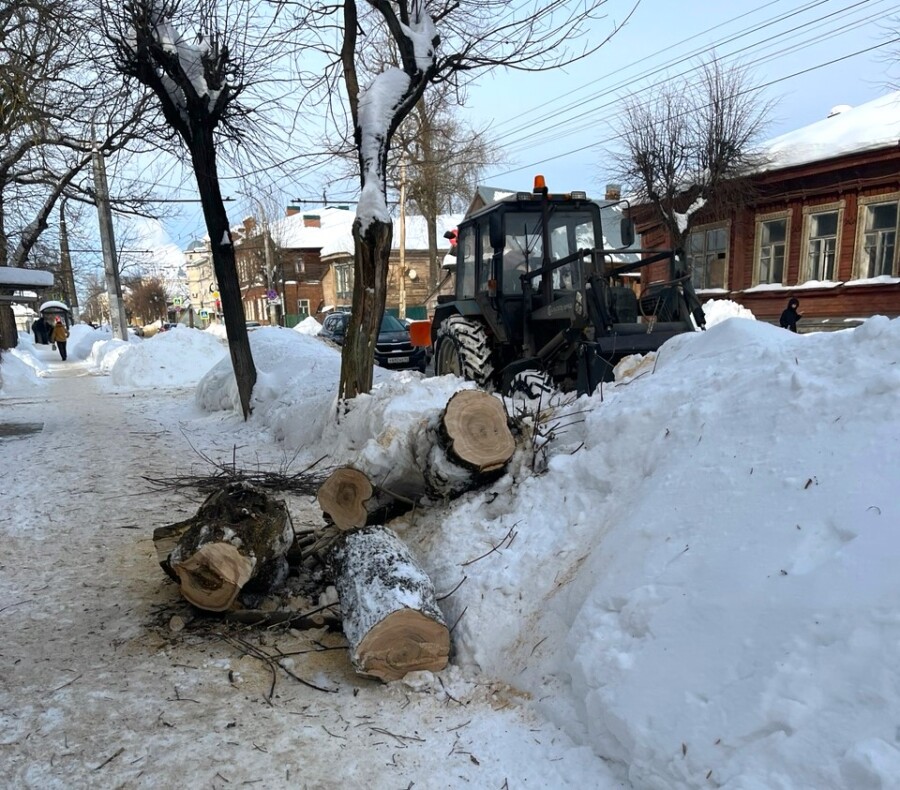 Костромским деревьям делают омолаживающие стрижки к весне
