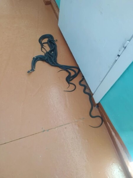 Клубки змей атаковали костромское административное здание