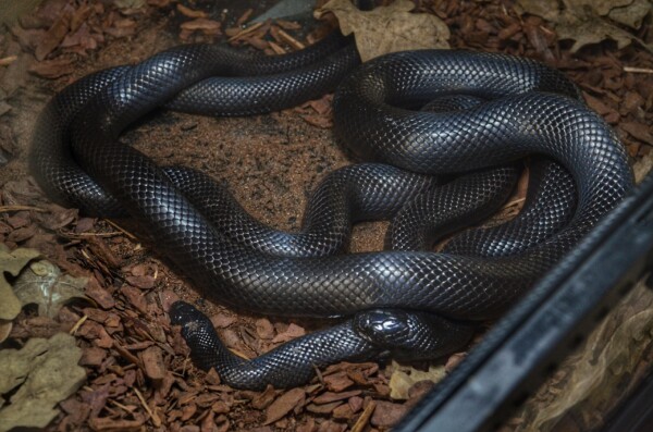 Черных лоснящихся бдсмщиков показали в Костроме