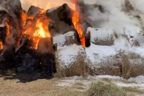 Два молодых костромича лишили коров еды