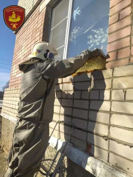 Злобные ранние осы караулили малышей у детсада под Костромой