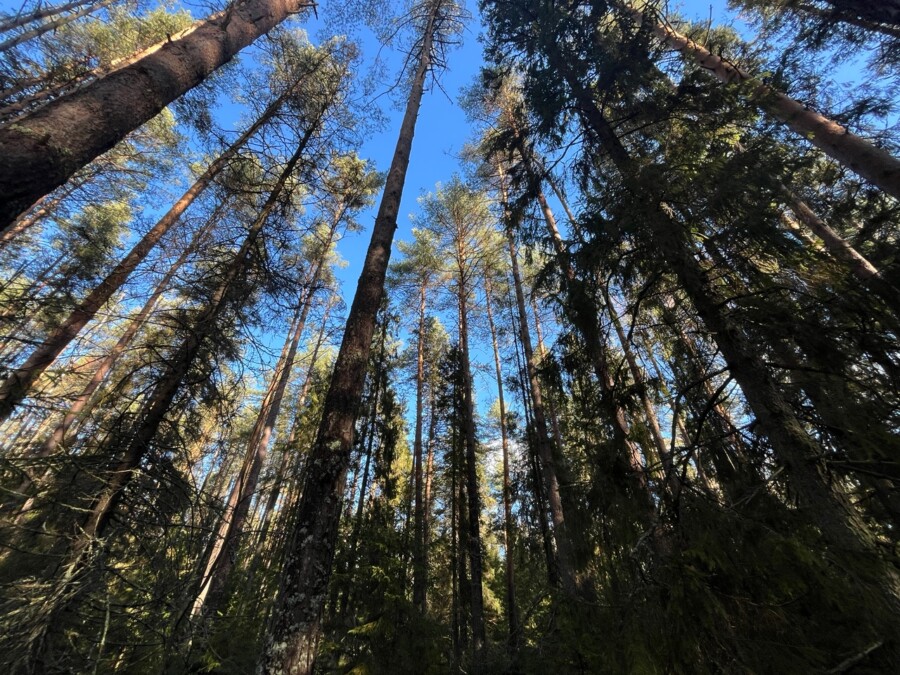 Костромские компании заставят выплатить 5 миллионов за неуважение к лесу