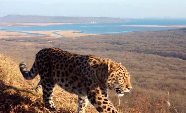 Россияне выбирают имя для третьего котёнка дальневосточного леопарда