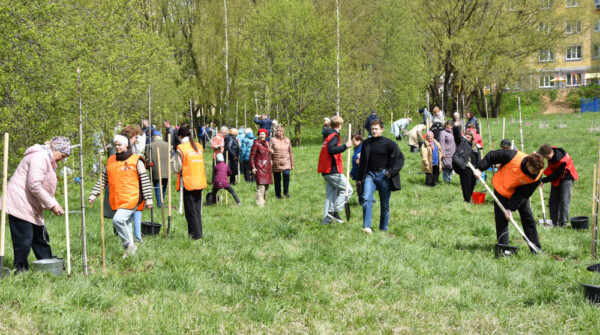 Костромичи посадят рябины и сирень вместо памятников