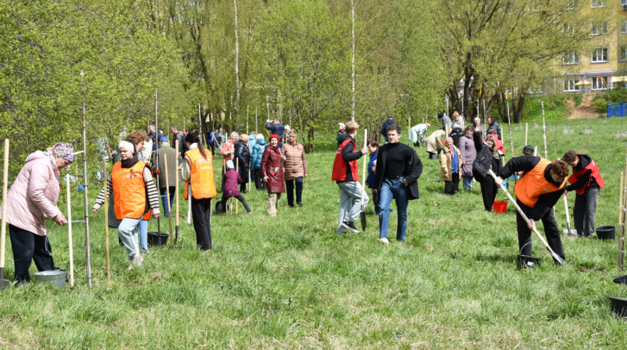 Костромичи посадят рябины и сирень вместо памятников