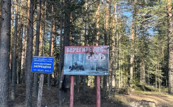 Чиновники не пускают костромичей в лес и на шашлыки