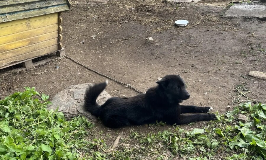 Собака сделала костромича беднее на 20 тысяч рублей