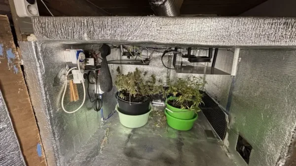 Огород принес костромичу хороший урожай и уголовное дело