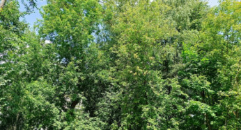 Костромские чиновники объявили войну жуку