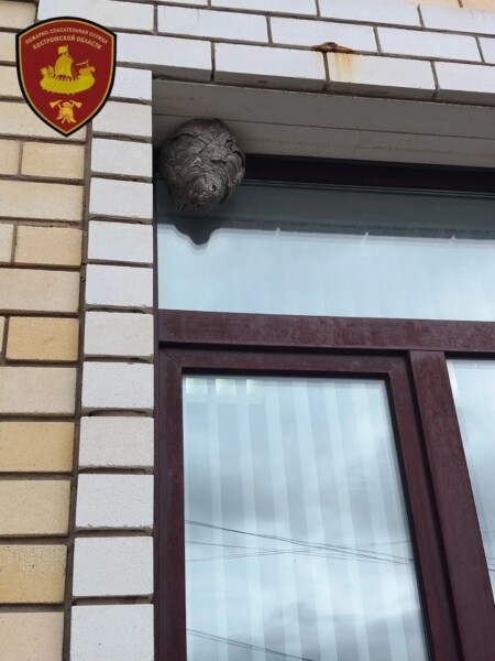 Нашествие шершней обнаружили в Костромской области