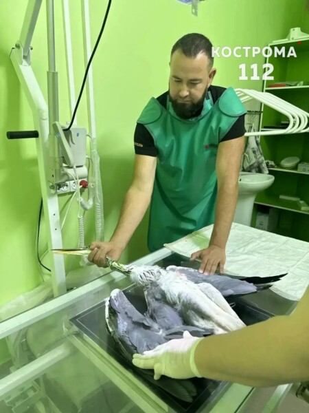 Костромские врачи сделали рентген и взяли анализы у цапли