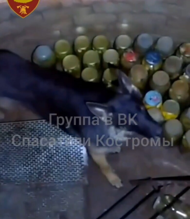 Лохматое чудо запретило костромичам вытаскивать подружку из погреба с заготовками