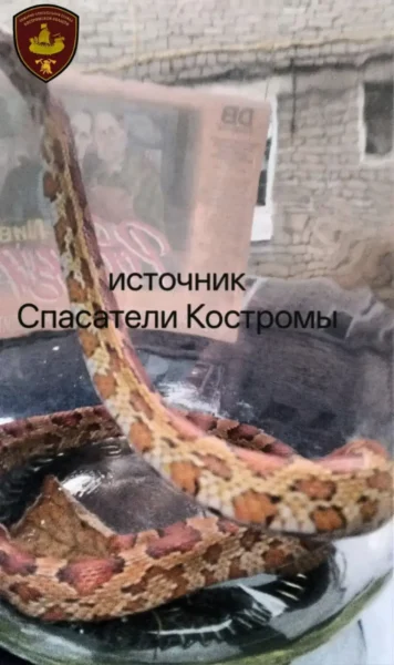 Змея сбежала от костромички и перепугала целый подъезд